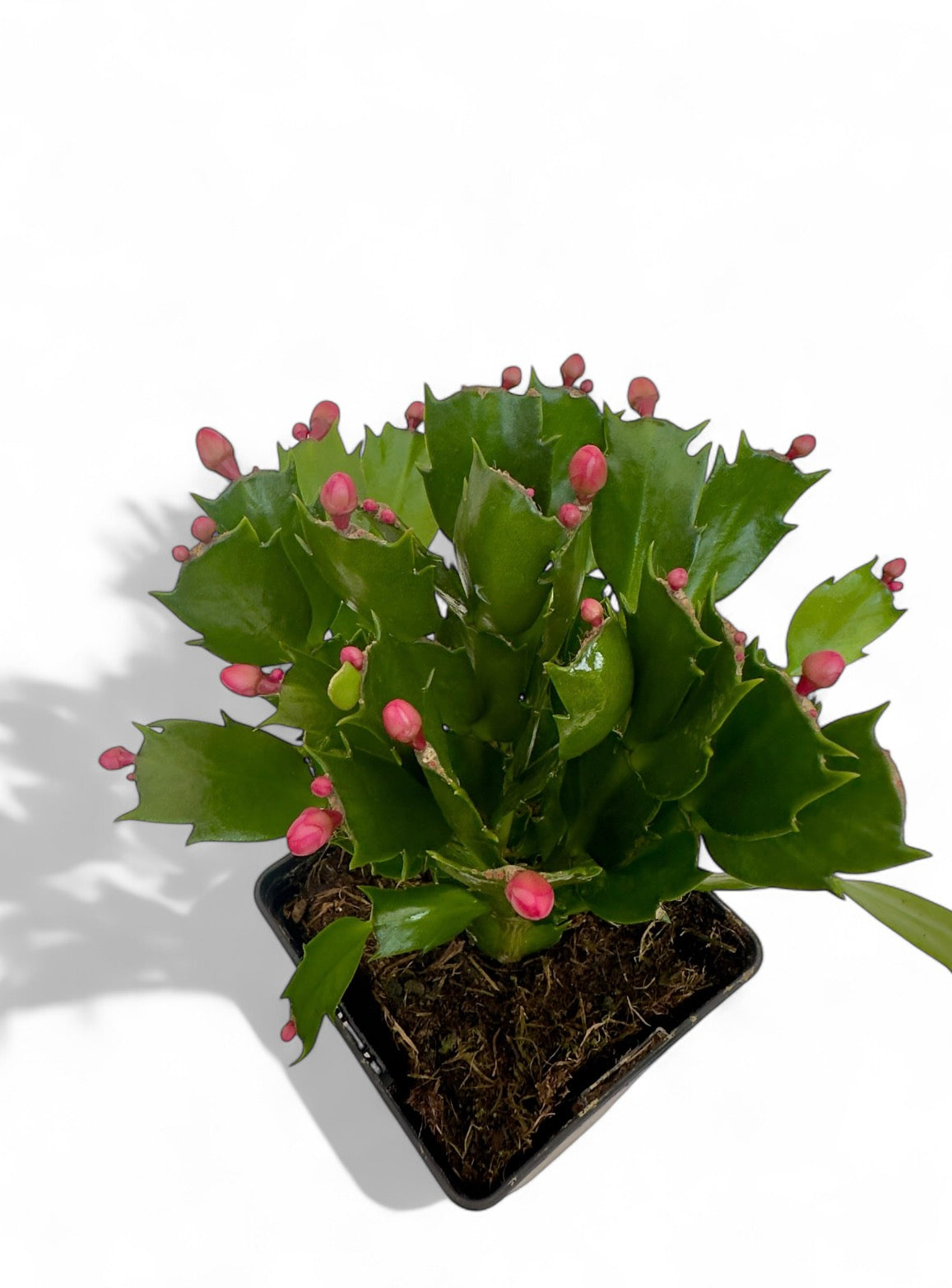 Παχύφυτο Επίφυλλο ροζ Φ11εκ.