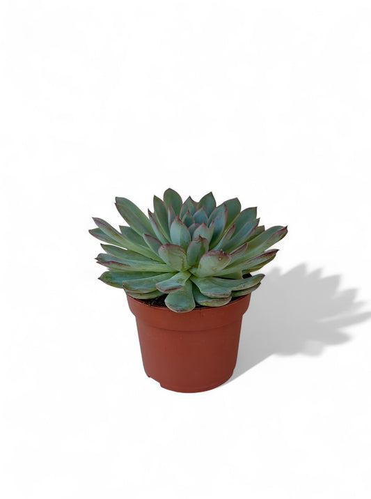 Παχύφυτο Echeveria 'Apus' Φ10,5εκ.