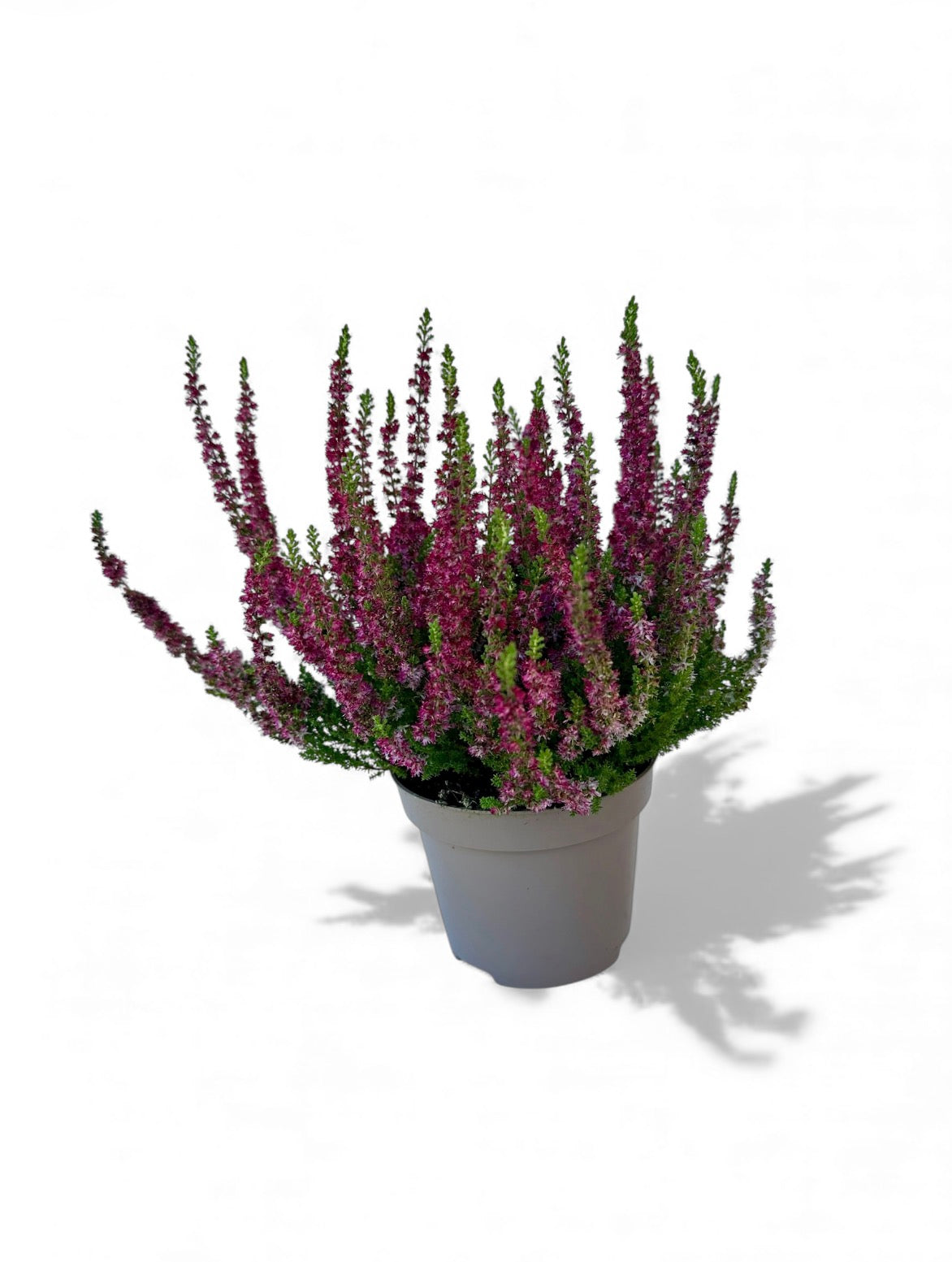 Καλούνα - Calluna vulgaris 'Disco Queen' winterhart Φ11εκ.