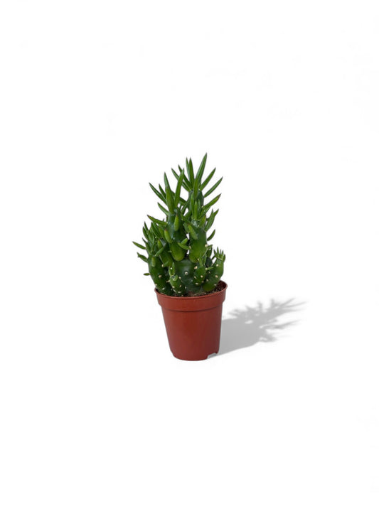 Κάκτος Φ5.5εκ.