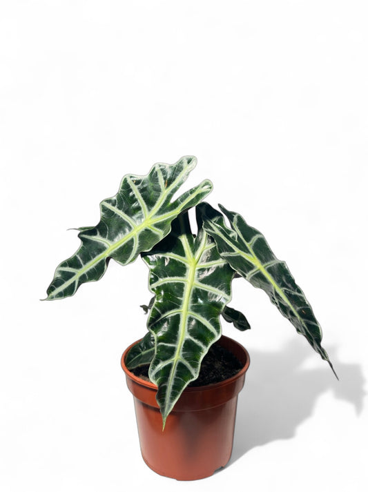 Αλοκάσια Αμαζόνικα (Alocasia Amazonica polly) Φ19εκ.