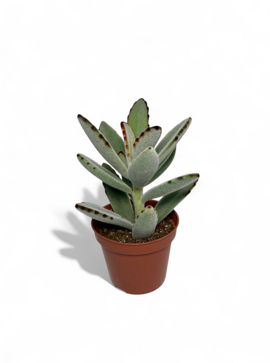 Παχύφυτο Καλαγχόη - Kalanchoe tomentosa ‘Chocolate soldier’ Φ8,5εκ.