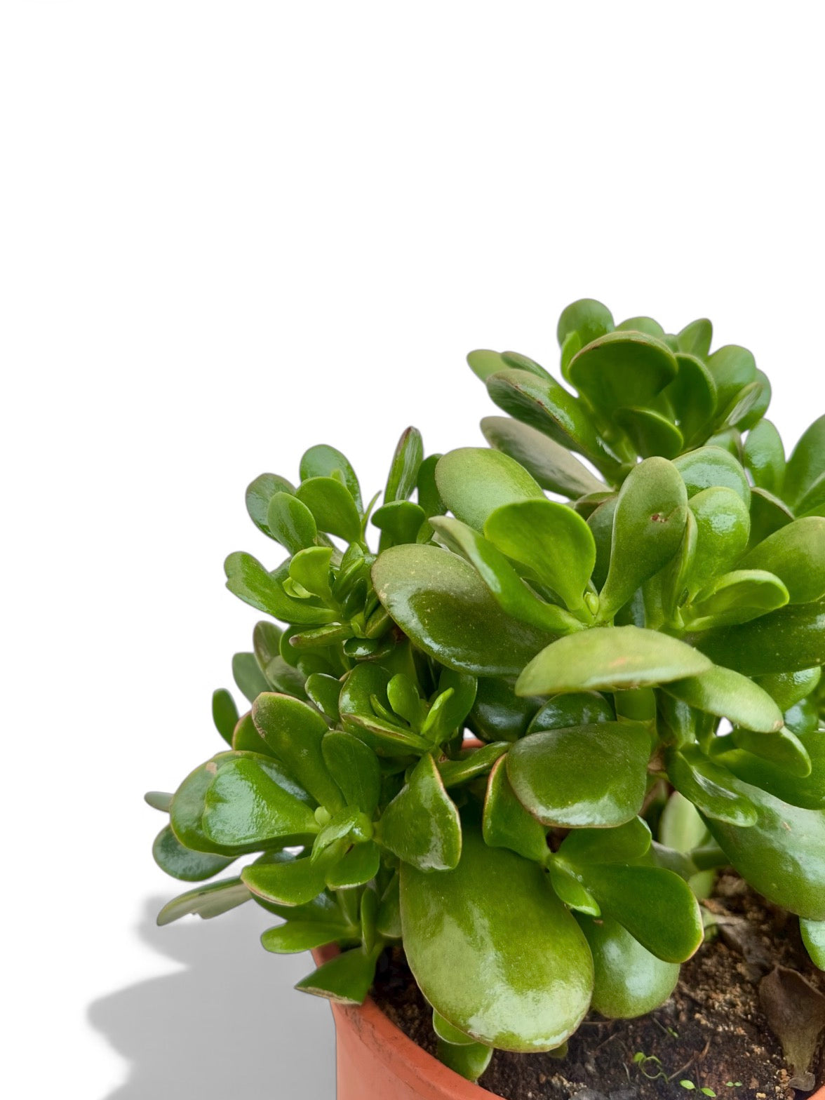 Παχύφυτο Crassula ovata Φ21εκ.