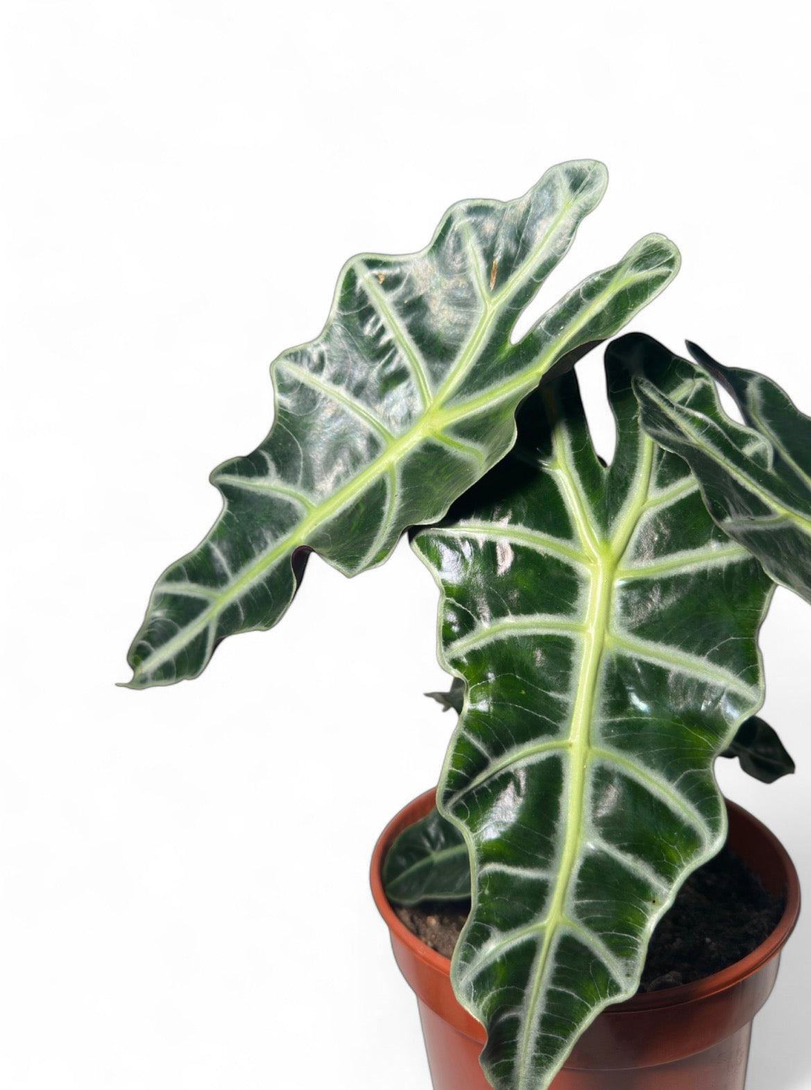 Αλοκάσια Αμαζόνικα (Alocasia Amazonica polly) Φ19εκ.