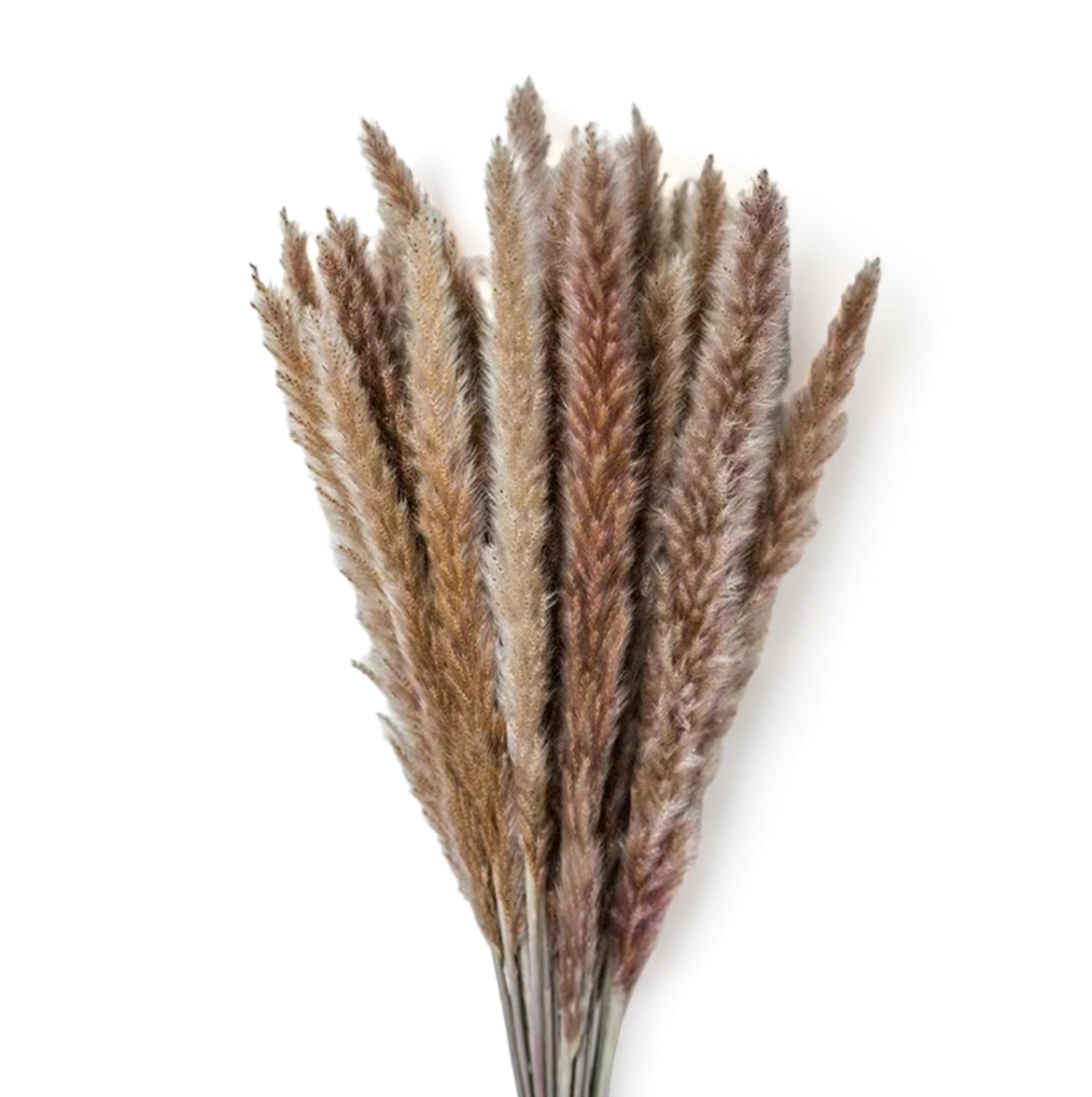 Pampas Grass Natural 60εκ. αποξηραμένο κλαδί 6τεμ