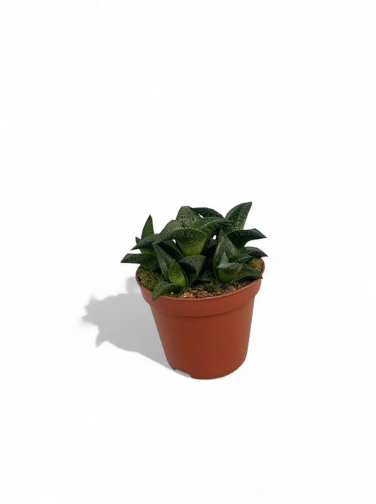 Παχύφυτο Haworthiopsis tessellata Φ8.5