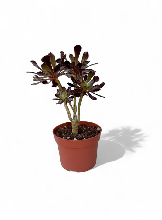 Παχύφυτο Αιώνιουμ - Aeonium arboreum 'Atropurpureum' Φ10,5εκ.