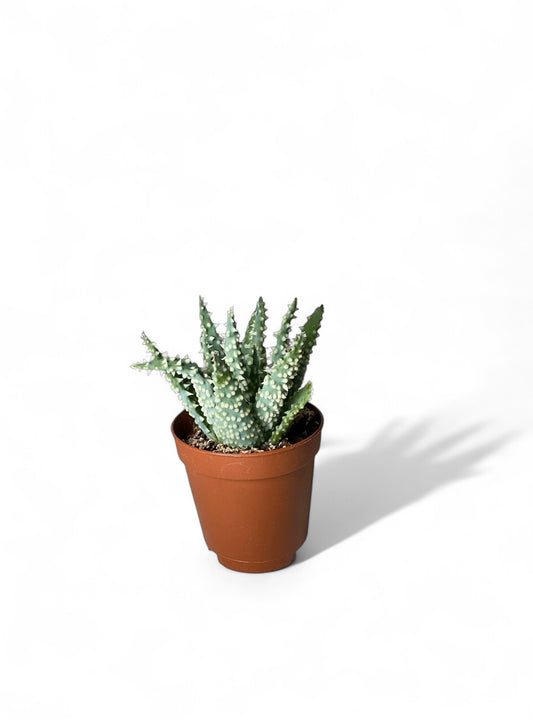 Παχύφυτο Aloe humilis Φ5,5εκ.