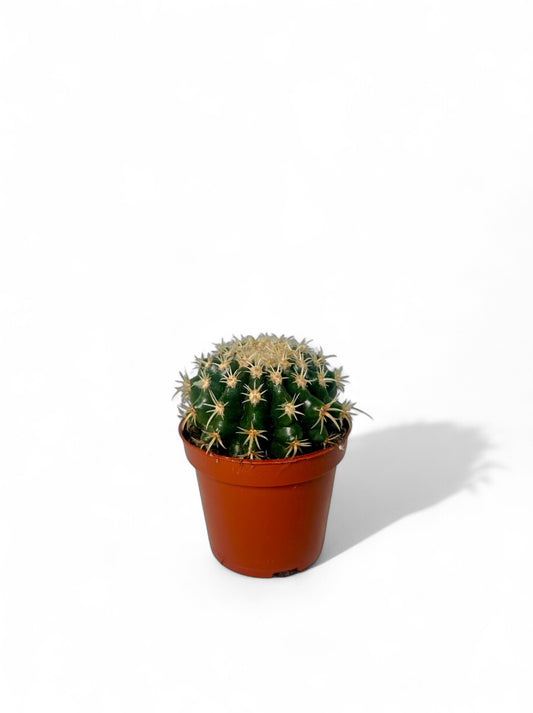 Κάκτος Echinocactus grusonii var. brevispinus Φ8.5εκ.