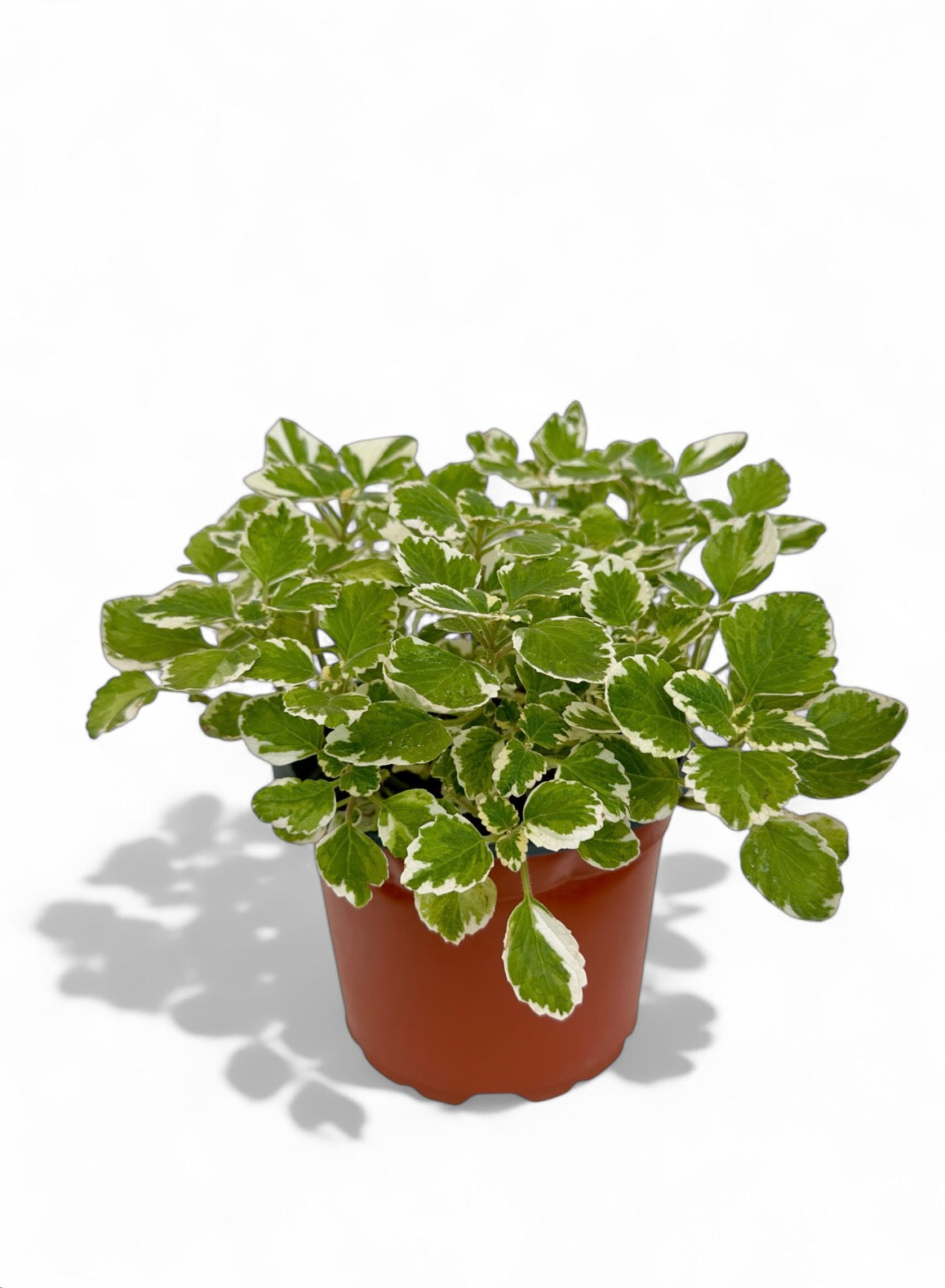 Λιβάνι Φ17εκ.