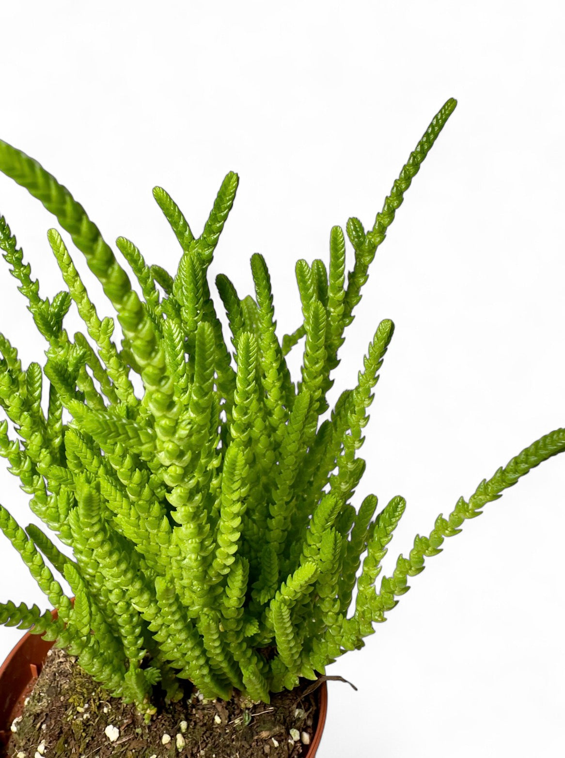 Παχύφυτο Κρασούλα - Crassula muscosa (Watch Chain) Φ8,5εκ.