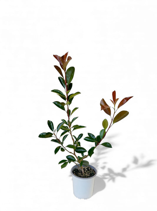 Φωτείνια - photinia fras red robin Φ13εκ.