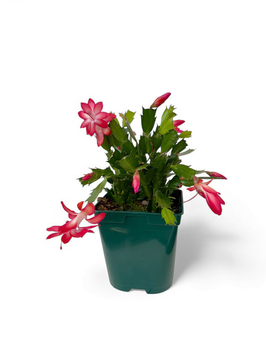 Παχύφυτο Επίφυλλο ροζ Φ14εκ.