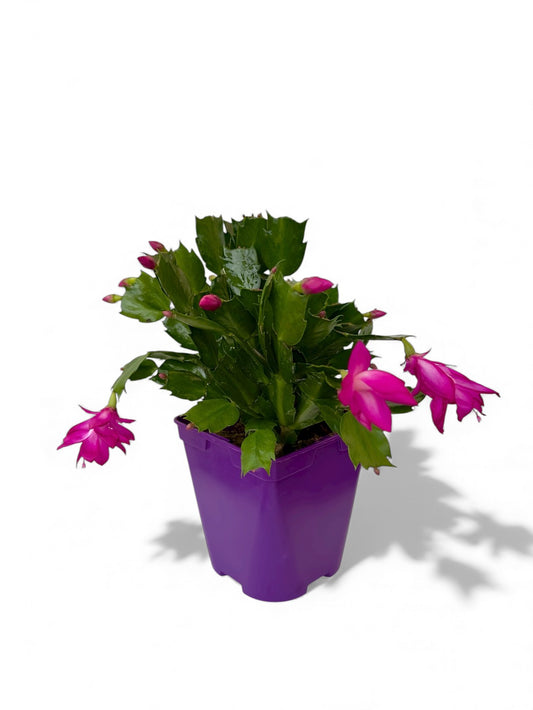 Παχύφυτο Επίφυλλο μωβ Φ14εκ.