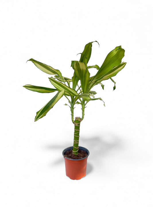 Δράκαινα Φ11εκ.