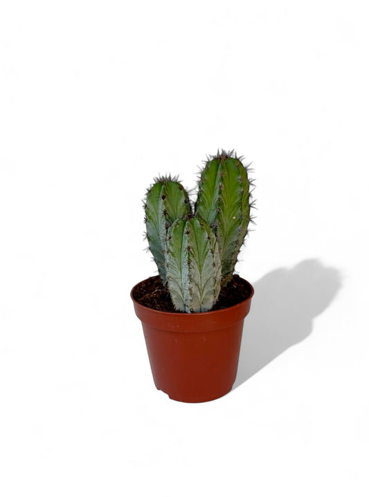 Κάκτος Polaskia chichipe Φ8.5εκ.