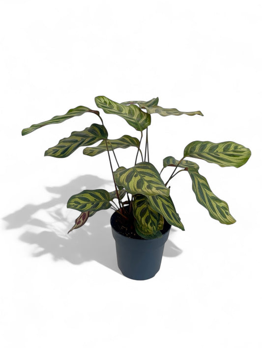 Καλαθέα Calathea Φ12εκ.