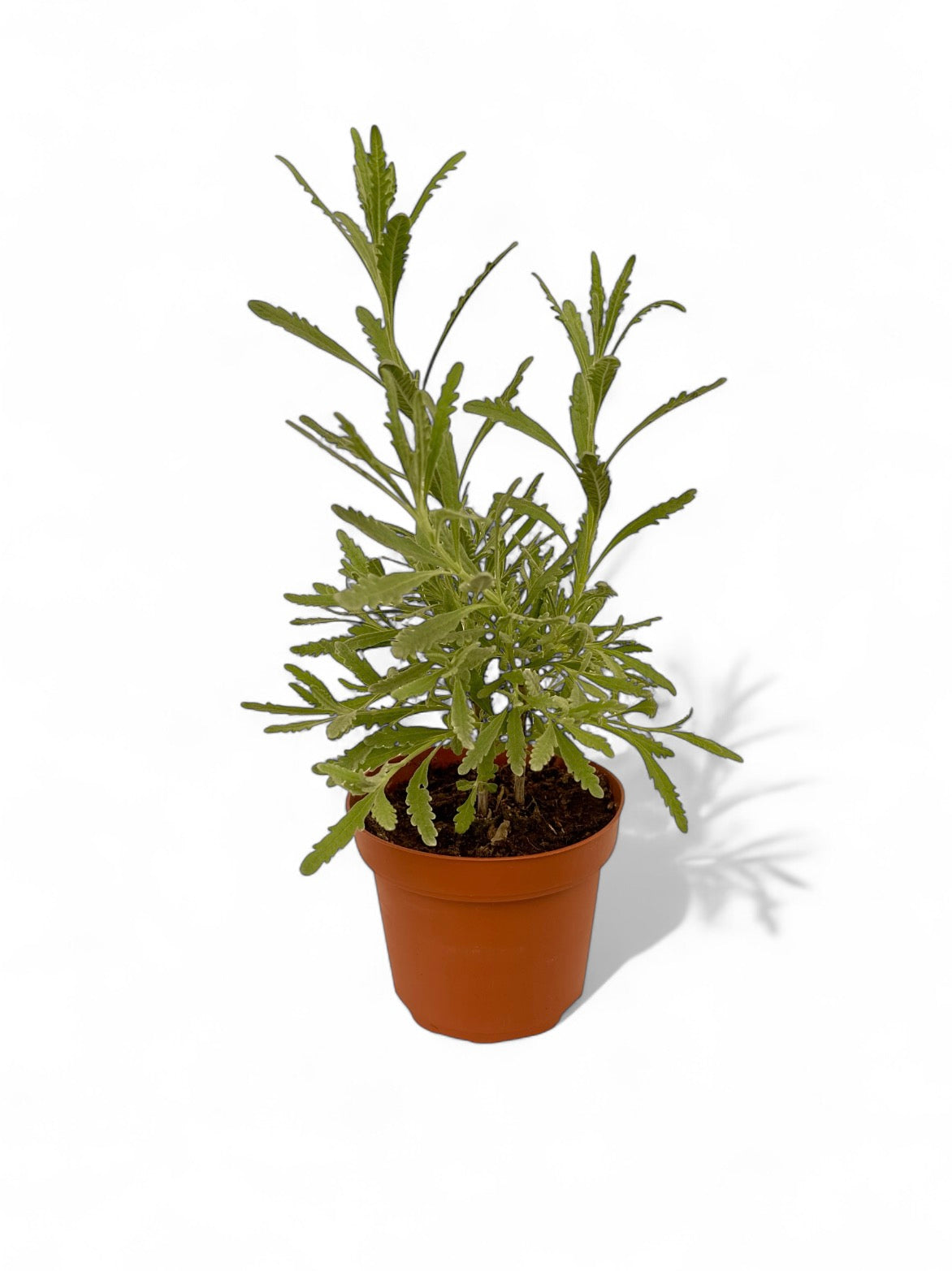 Λεβάντα Φ12εκ.