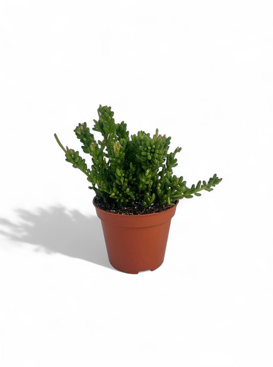 Κάκτος Rhipsalis mesembryanthemoides Φ8.5