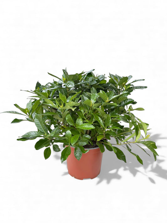 Γαρδένια Φ19εκ.