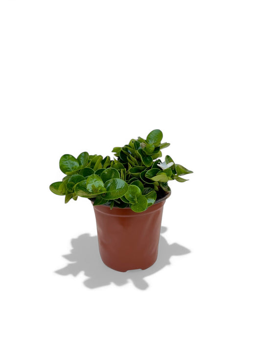 Καρίσσα - Carissa Φ14εκ.