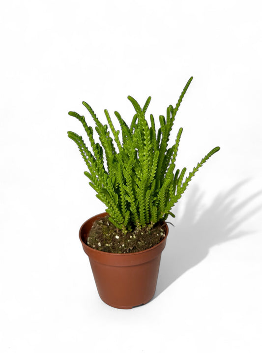 Παχύφυτο Κρασούλα - Crassula muscosa (Watch Chain) Φ8,5εκ.