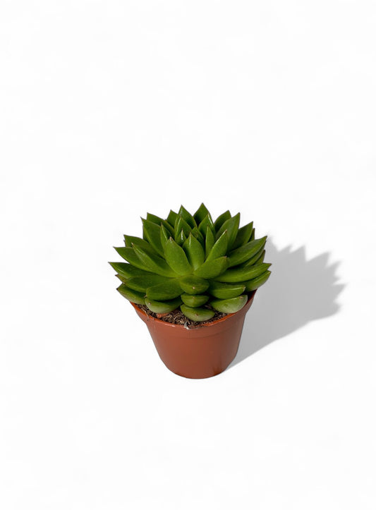 Παχύφυτο Εχεβέρια - Echeveria agavoides (Molded Wax Agave) Φ8,5εκ.