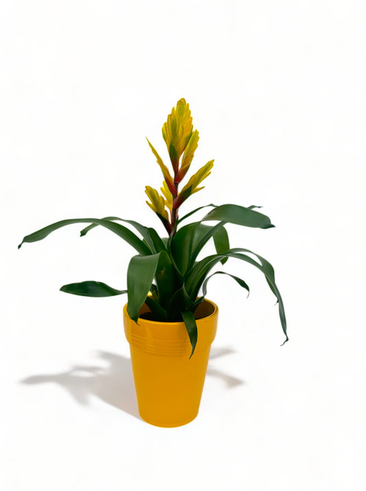 Βριέζια κίτρινη (Vriesea Vision) με κίτρινο κεραμικό κασπώ 44*14