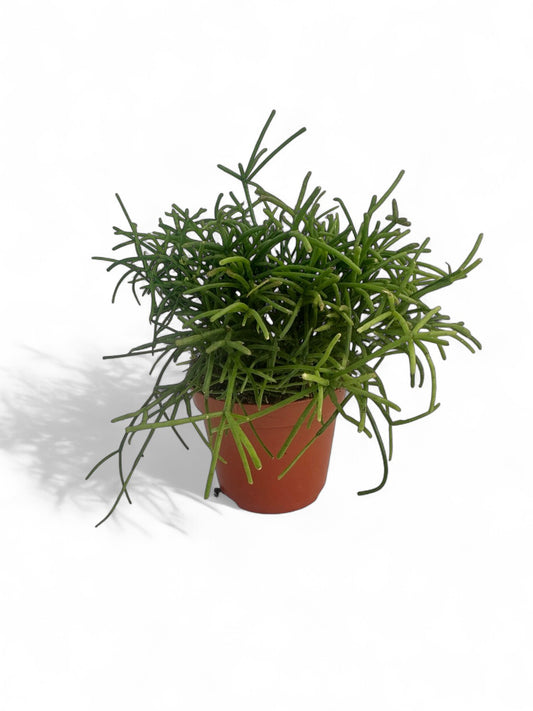 Κάκτος Rhipsalis heteroclada Φ8.5