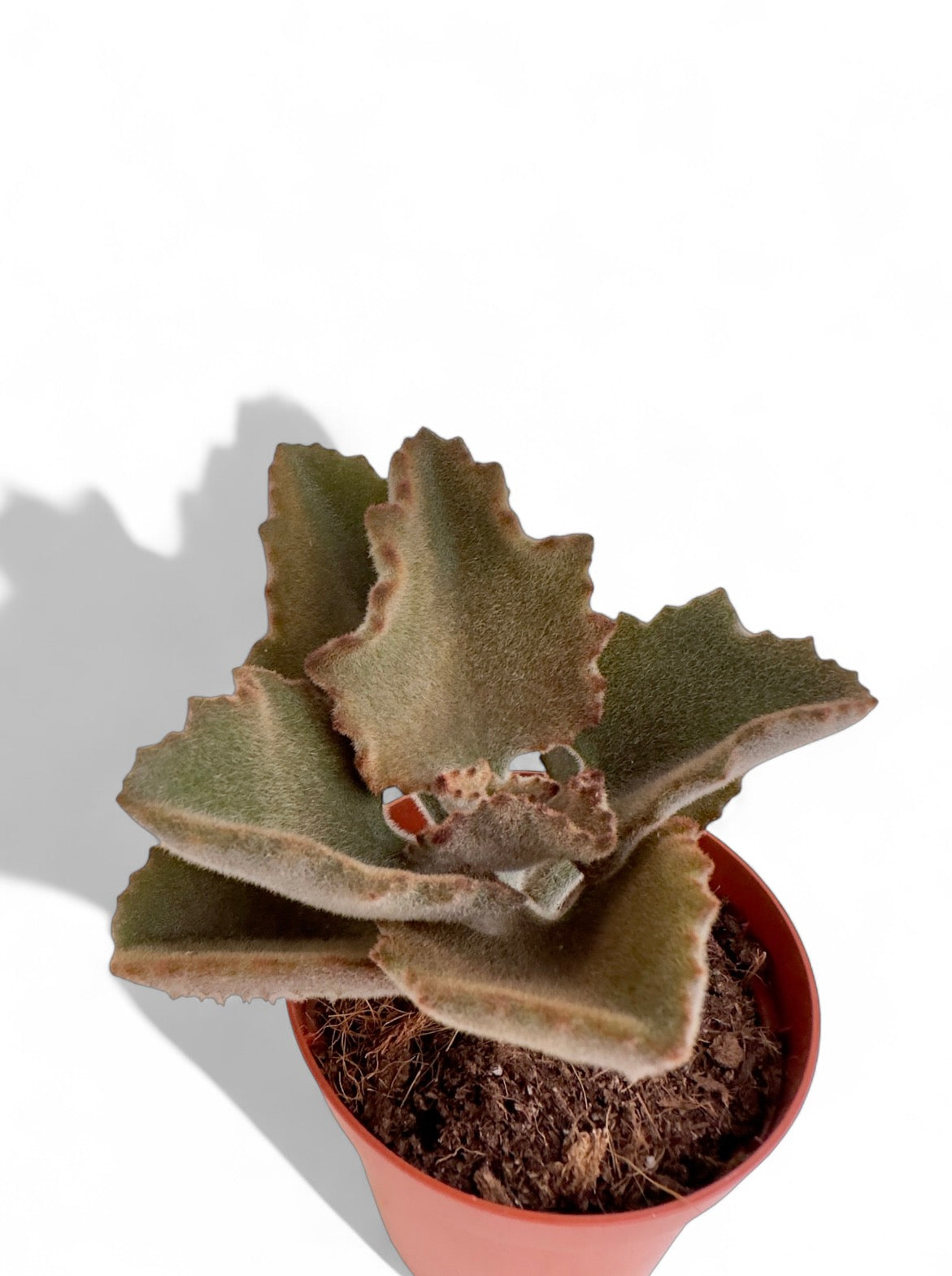 Παχύφυτο Καλαγχόη - Kalanchoe beharensis 'Fang' Φ8,5εκ.