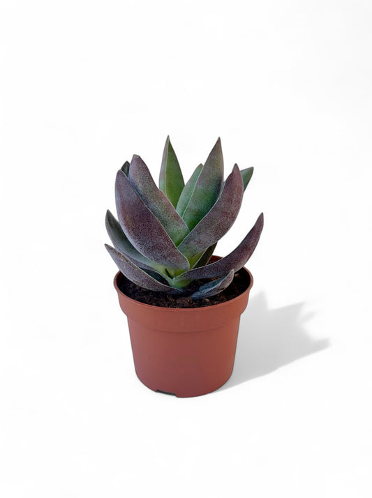 Παχύφυτο Κρασσούλα - Crassula 'Garnet Lotus' Φ10,5εκ.