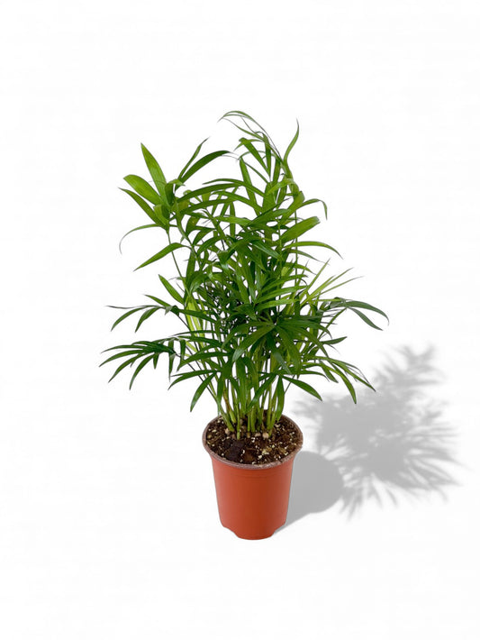 Χαμαιδωρέα - Chamaedorea elegans Φ9εκ.