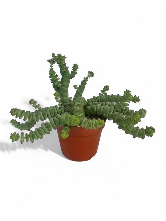 Παχύφυτο Crassula marnieriana Φ8.5