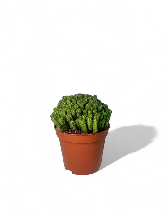 Κάκτος Euphorbia mammillaris minima Φ8.5εκ.