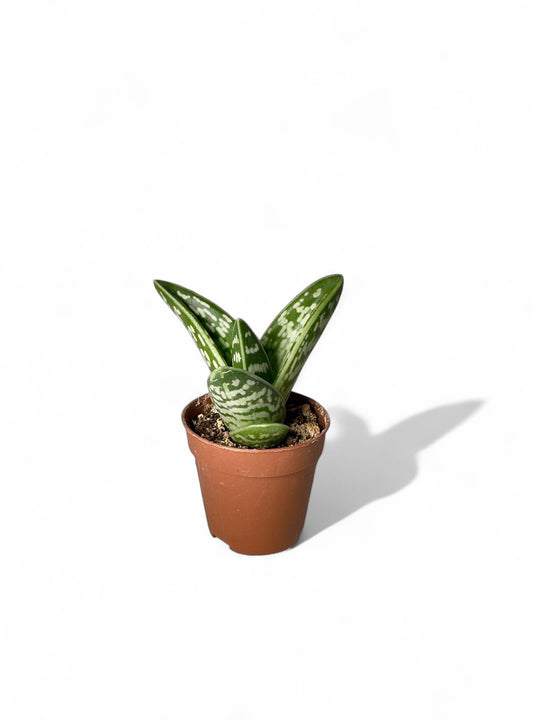 Παχύφυτο Gonialoe variegata (Tiger Aloe) Φ5,5εκ.