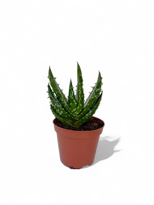 Παχύφυτο Αλόη - Aloe aculeata (Red Hot Poker Aloe) Φ8.5εκ.