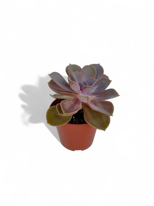 Παχύφυτο Εχεβέρια - Echeveria 'Perle von Nurnberg' Φ8,5εκ.