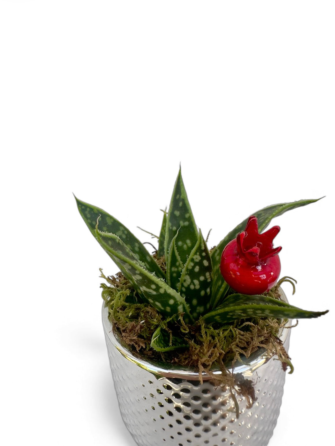 Κασπώ ασημί με παχύφυτο Αλόη Τίκι Aloe Tiki Tahi