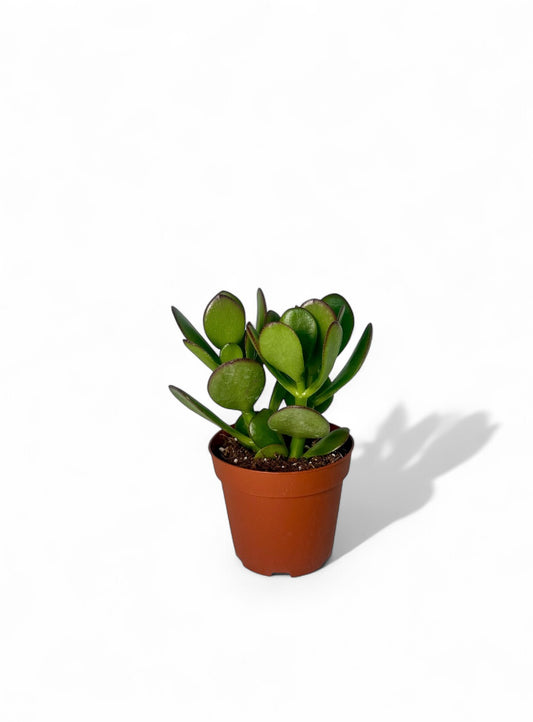 Παχύφυτο Crassula ovata Φ8,5εκ.