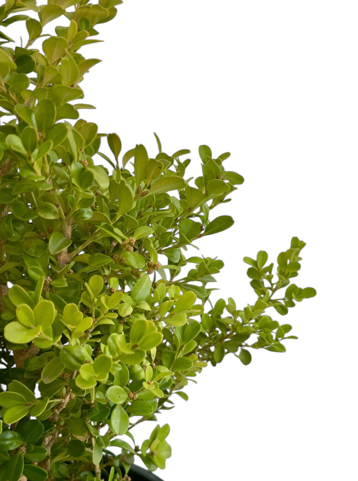 Πυξάρι Φ21εκ.