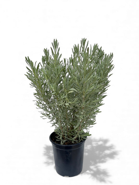 Λεβάντα Φ17εκ.