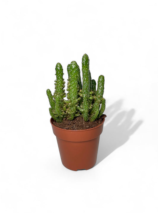 Κάκτος Opuntia - Austrocylindropuntia subulata (καρφίτσα της Εύας) Φ8.5εκ.