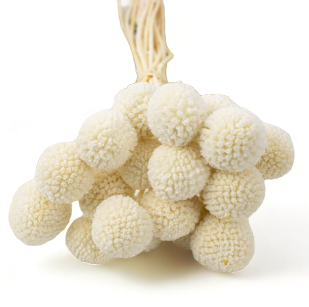 Preserved Craspedia 35~40εκ. μπουκέτο White 6τεμ