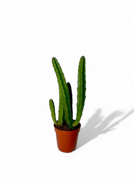 Παχύφυτο Stapelia leendertziae Φ5.5