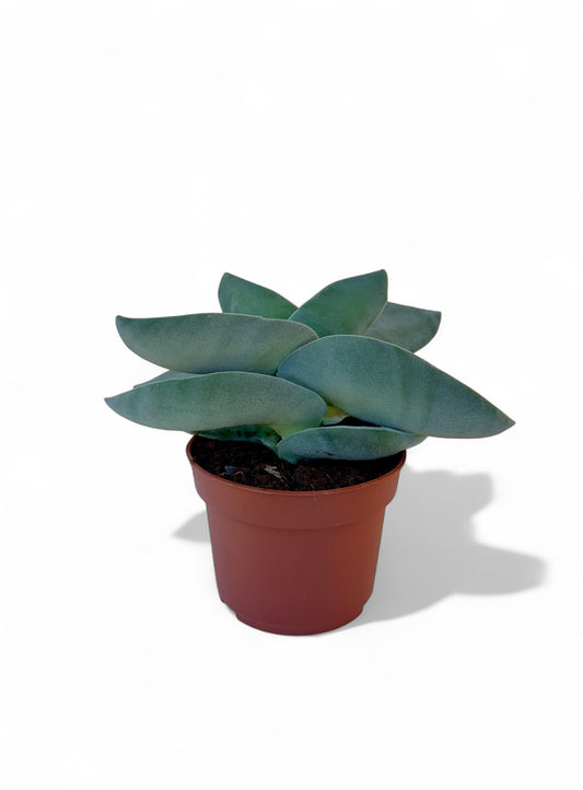 Παχύφυτο Κρασσούλα - Crassula perfoliata var. minor (Propeller Plant) Φ10,5εκ.