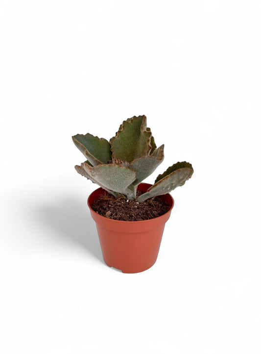 Παχύφυτο Καλαγχόη - Kalanchoe beharensis 'Fang' Φ8,5εκ.
