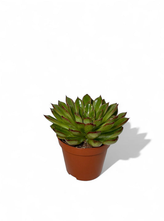 Παχύφυτο Εχεβέρια - Echeveria agavoides 'Red Edge' Φ8,5εκ.