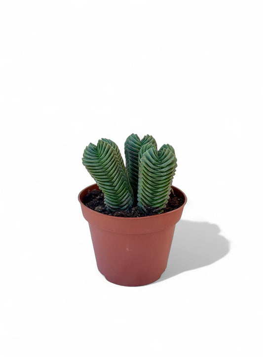 Παχύφυτο Crassula 'Buddha's Temple' – Κρασσούλα "Ο Ναός του Βούδα" Φ10,5εκ.