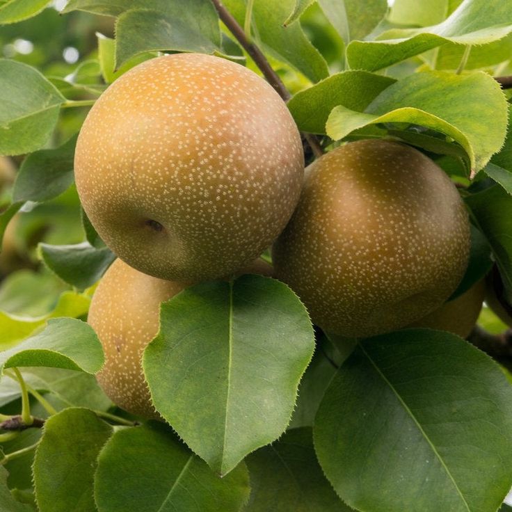 Αχλαδιά Νάσι (Nashi / Pyrus Pyrifolia)