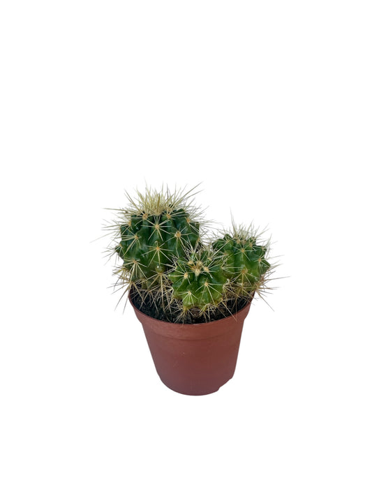 Κάκτος Kroenleinia grusonii (Golden Barrel Cactus) Φ8.5εκ.